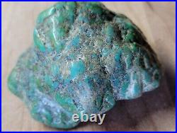 RARE BIG 137 grams Carico Lake NV Turquoise Pseudomorph Clam Gem Grade Specimen