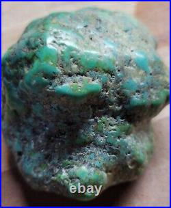 RARE BIG 137 grams Carico Lake NV Turquoise Pseudomorph Clam Gem Grade Specimen