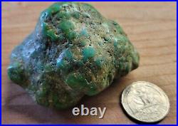 RARE BIG 137 grams Carico Lake NV Turquoise Pseudomorph Clam Gem Grade Specimen