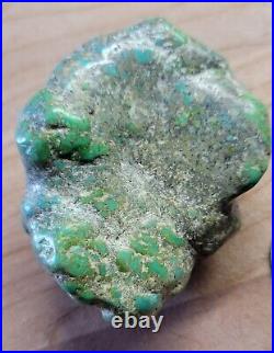 RARE BIG 137 grams Carico Lake NV Turquoise Pseudomorph Clam Gem Grade Specimen