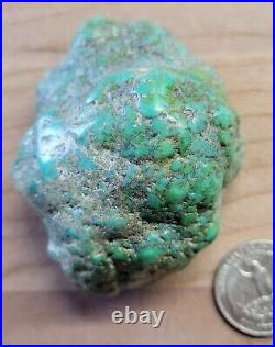 RARE BIG 137 grams Carico Lake NV Turquoise Pseudomorph Clam Gem Grade Specimen