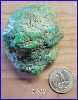 RARE BIG 137 grams Carico Lake NV Turquoise Pseudomorph Clam Gem Grade Specimen