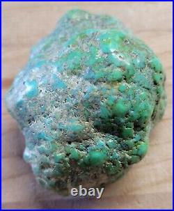 RARE BIG 137 grams Carico Lake NV Turquoise Pseudomorph Clam Gem Grade Specimen