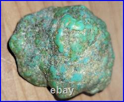 RARE BIG 137 grams Carico Lake NV Turquoise Pseudomorph Clam Gem Grade Specimen