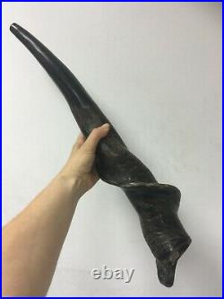 RARE BIG Huge Eland Horn Shofar 22.5 (58cm) Kosher From Israel