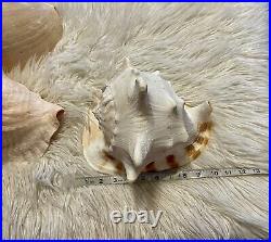 RARE Estate Find Big Sea Shell Specimens Rare Home Decor Aquarium Conch Vintage