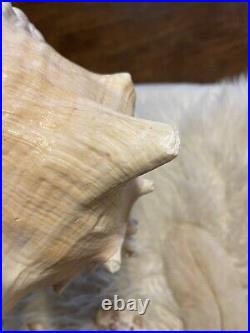 RARE Estate Find Big Sea Shell Specimens Rare Home Decor Aquarium Conch Vintage
