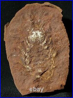 RARE big fossil crustacean Pygocephalidae arthropod in Mazon Creek like nodule