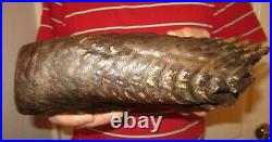 RaRe BIG Tooth of a Woolly Mammoth Museum Quality! FOSSIL Pleistocene, Ice Age