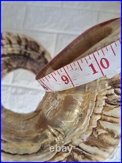 Ram RARE Size BIG Huge Horn Shofar Natural Ko? H? R Rambam 28.5 71cm Israel