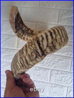 Ram RARE Size BIG Huge Horn Shofar Natural Ko? H? R Rambam 28.5 71cm Israel