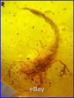 Rare 2.5cm big scorpion Burmite Cretaceous Amber fossil dinosaurs era