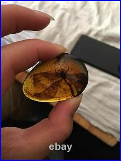 Rare 40mm big odonata Burmite Cretaceous Amber fossil dinosaurs era