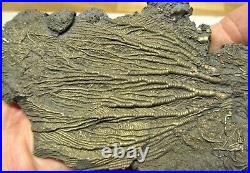 Rare BIG PERFECT golden pyrite crinoid 175 mm fossil UK Jurassic Pentacrinites