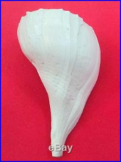 Rare Big Size Dakshinavarti Shankh / Right handed Conch