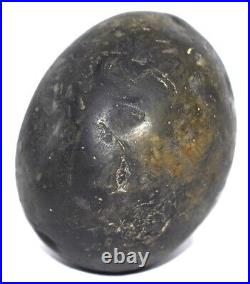 Rare Big Size Narsimha Shaligram / Narasimha Salagram Gandaki River Nepal