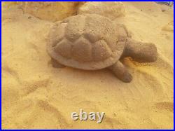 Rare Fossilized Big old Turtle 37 cm Freez Storm million years fossilized Turtle