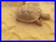 Rare Fossilized Big old Turtle 37 cm Freez Storm million years fossilized Turtle
