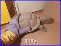 Rare Fossilized Big old Turtle 37 cm Freez Storm million years fossilized Turtle