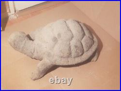 Rare Fossilized Big old Turtle 37 cm Freez Storm million years fossilized Turtle