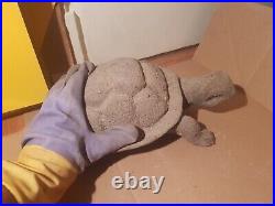 Rare Fossilized Big old Turtle 37 cm Freez Storm million years fossilized Turtle