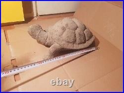 Rare Fossilized Big old Turtle 37 cm Freez Storm million years fossilized Turtle