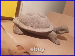 Rare Fossilized Big old Turtle 37 cm Freez Storm million years fossilized Turtle