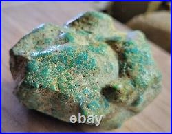 Rare Hard 192 gram Pilot Mtn. NV Big Turquoise Pseudomorph Clam Specimen Fossil