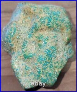 Rare Hard 192 gram Pilot Mtn. NV Big Turquoise Pseudomorph Clam Specimen Fossil