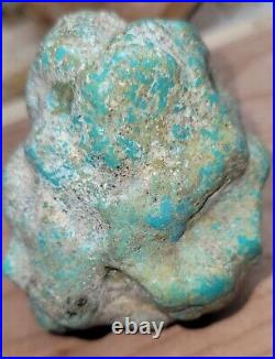 Rare Hard 192 gram Pilot Mtn. NV Big Turquoise Pseudomorph Clam Specimen Fossil