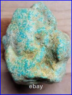 Rare Hard 192 gram Pilot Mtn. NV Big Turquoise Pseudomorph Clam Specimen Fossil