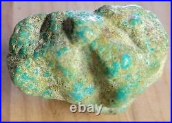 Rare Hard 192 gram Pilot Mtn. NV Big Turquoise Pseudomorph Clam Specimen Fossil