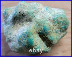 Rare Hard 192 gram Pilot Mtn. NV Big Turquoise Pseudomorph Clam Specimen Fossil