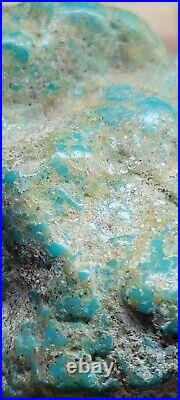 Rare Hard 192 gram Pilot Mtn. NV Big Turquoise Pseudomorph Clam Specimen Fossil