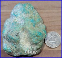 Rare Hard 192 gram Pilot Mtn. NV Big Turquoise Pseudomorph Clam Specimen Fossil