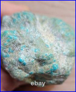 Rare Hard 192 gram Pilot Mtn. NV Big Turquoise Pseudomorph Clam Specimen Fossil