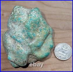 Rare Hard 192 gram Pilot Mtn. NV Big Turquoise Pseudomorph Clam Specimen Fossil