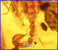 Rare big chelifer scorpion. Burmite Natural Myanmar Insect Amber Fossil