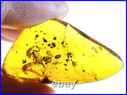 Rare big chelifer scorpion. Burmite Natural Myanmar Insect Amber Fossil