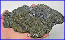 Rare big complete crinoid on driftwood fossil 200 mm Jurassic Coast Fossils rock