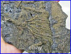 Rare big complete crinoid on driftwood fossil 200 mm Jurassic Coast Fossils rock