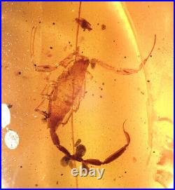 Rare superb big scorpion. Burmite Natural Myanmar Insect Amber Fossil