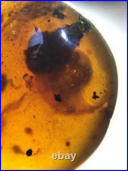 Rare very well preserved Big snail Burmite Cretaceous Amber fossil dinosaurs era
