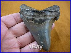 (S299-1) RARE 4.02 ANGUSTIDENS fossil Collector SHARK TOOTH big teeth sharks