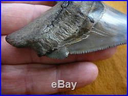 (S299-1) RARE 4.02 ANGUSTIDENS fossil Collector SHARK TOOTH big teeth sharks