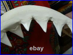 (SJ130-15) Big RARE 28-1/4 GREAT WHITE SHARK JAW jaws Teeth Tooth Carcharias