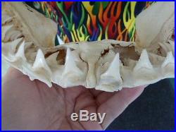 (SJ130-6) Big RARE 16-3/8 GREAT WHITE SHARK JAW jaws Teeth Tooth Carcharias