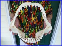 SJ130-6 RARE 16-3/8 GREAT WHITE SHARK JAW jaws Tooth Carcharias big 1.75 teeth