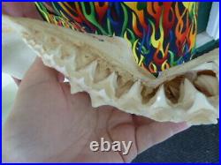 SJ130-6 RARE 16-3/8 GREAT WHITE SHARK JAW jaws Tooth Carcharias big 1.75 teeth
