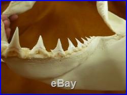 SJ130-8 RARE 13-1/8 GREAT WHITE SHARK JAW jaws Tooth Carcharias big 1 teeth